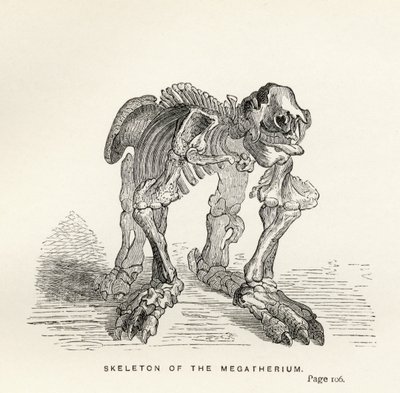 Skeleton of the Megatherium, from 